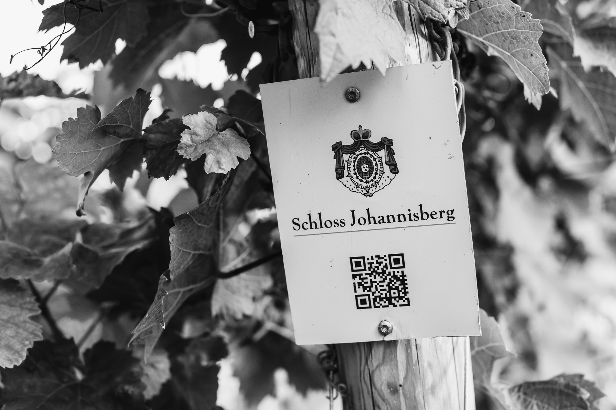 Hochzeit Eltville Schloss Johannisberg-64